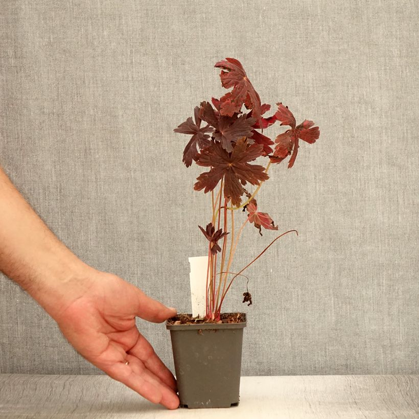 Esemplare di Geranium maculatum Stormy Night Vasetto da 8/9 cm consegnato in estate