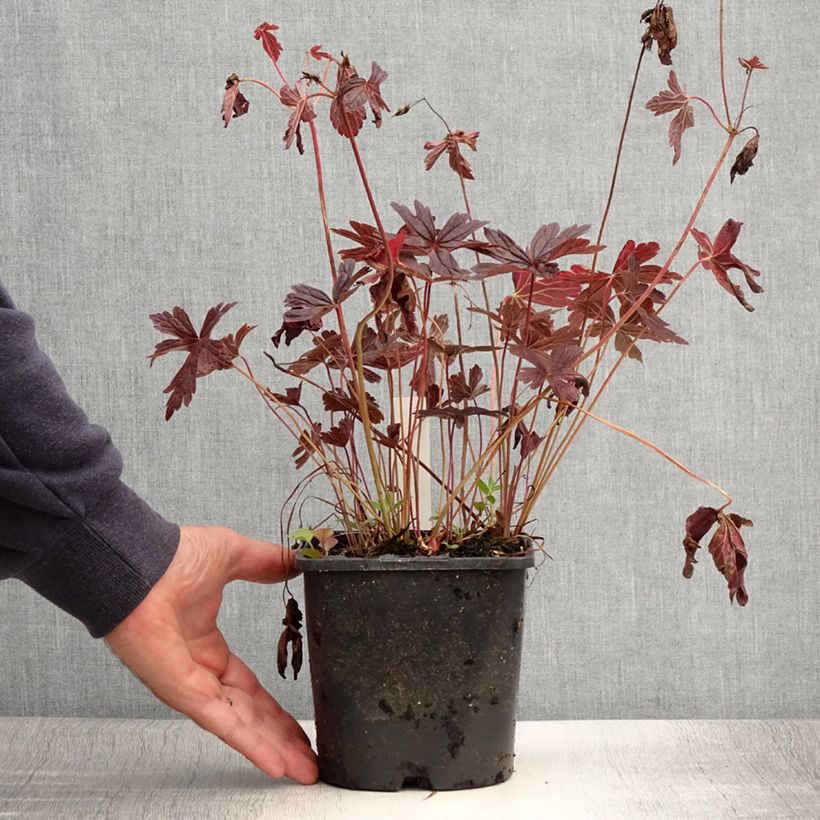 Esemplare di Geranium maculatum Stormy Night Vaso da 2L/3L consegnato in estate