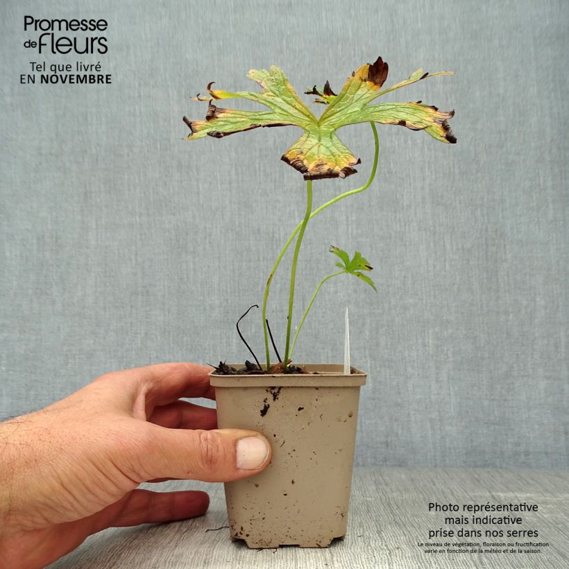 Esemplare di Geranium maculatum var. album Vasetto da 8/9 cm come consegnato in autunno