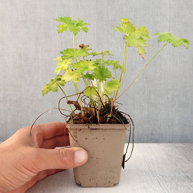 Esemplare di Geranium magnificum Blue Blood Vasetto da 8/9 cm consegnato in estate