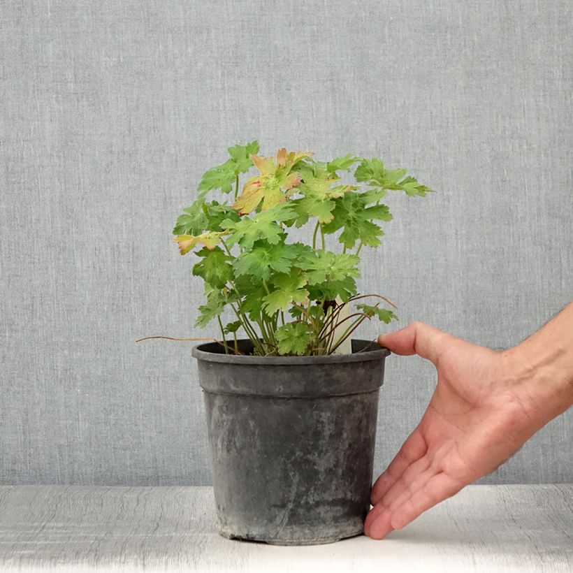 Esemplare di Geranium magnificum Blue Blood Vaso da 2L/3L consegnato in estate