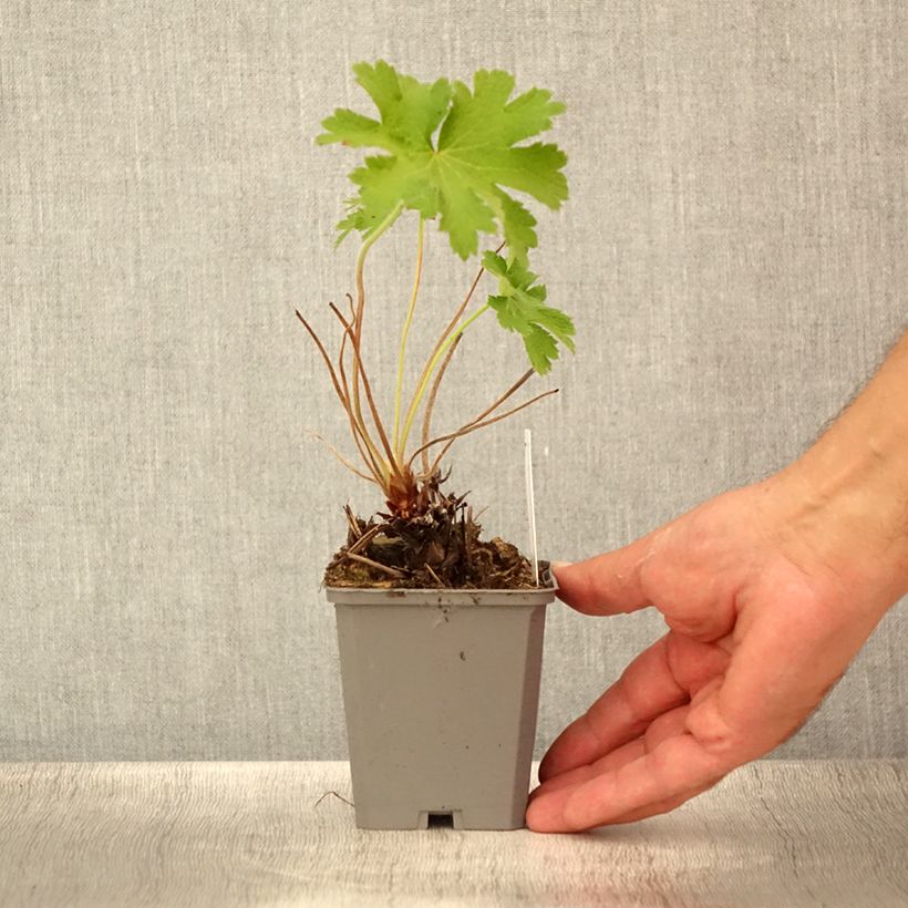 Esemplare di Geranium magnificum Vasetto da 8/9 cm consegnato in estate