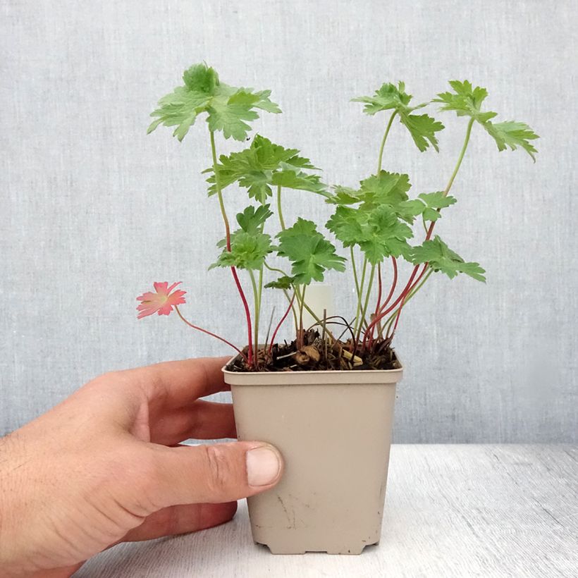 Esemplare di Geranium magnificum Rosemoor Vasetto da 8/9 cm consegnato in estate