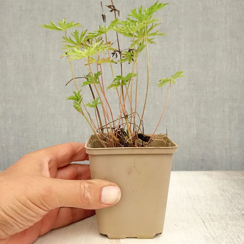 Esemplare di Geranium Nimbus Vasetto da 8/9 cm consegnato in estate