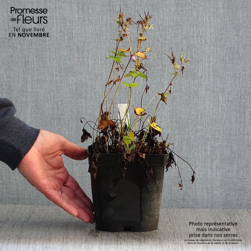 Esemplare di Geranium nodosum - Geranio nodoso Vaso da 2L/3L come consegnato in autunno