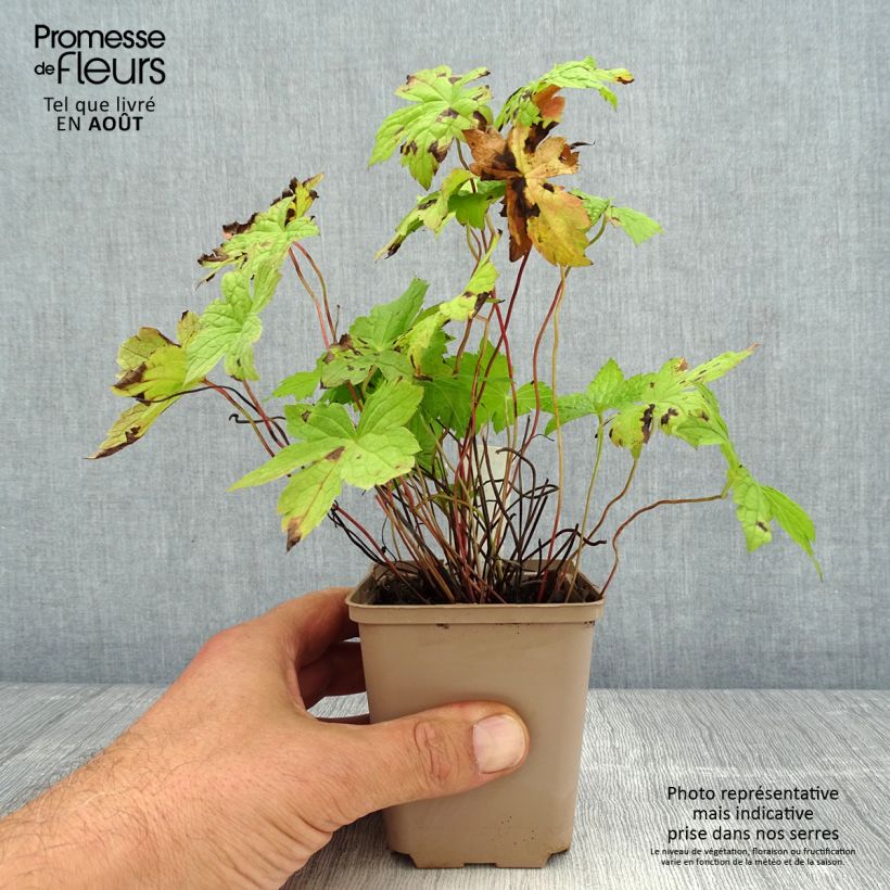 Esemplare di Geranium nodosum Simon - Geranio nodoso Vasetto da 8/9 cm consegnato in estate