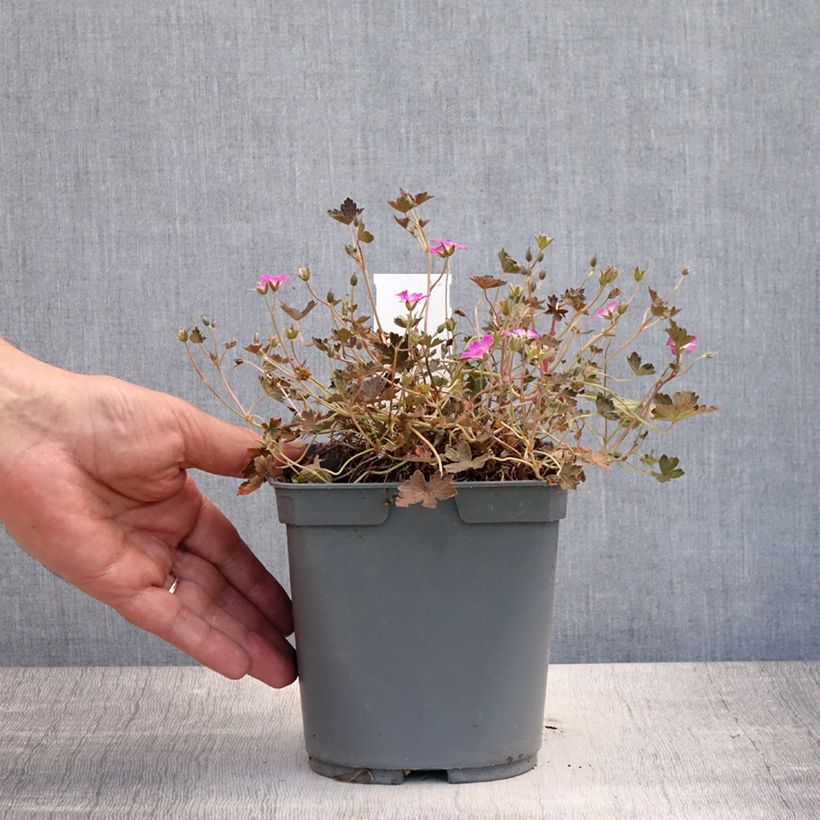 Esemplare di Geranium oxonianum Orkney Cherry Vaso da 1,5L/2L consegnato in estate