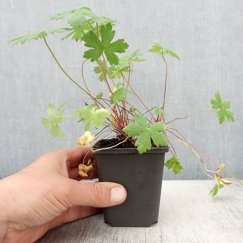 Geranium oxonianum Ankum's White Vasetto da 8/9 cm esemplare consegnato in primavera