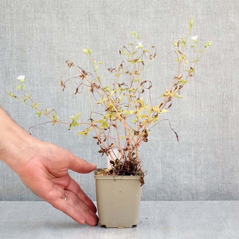 Esemplare di Geranium oxonianum Ankum's White Vasetto da 8/9 cm consegnato in estate