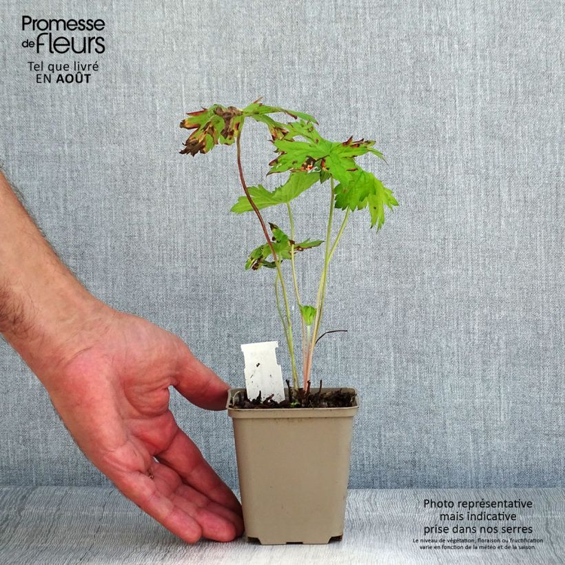 Esemplare di Geranium oxonianum f. thurstonianum Vasetto da 8/9 cm consegnato in estate