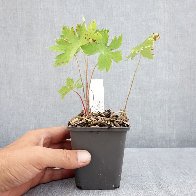 Esemplare di Geranium phaeum Angelina - Geranio stellato Vasetto da 8/9 cm consegnato in estate
