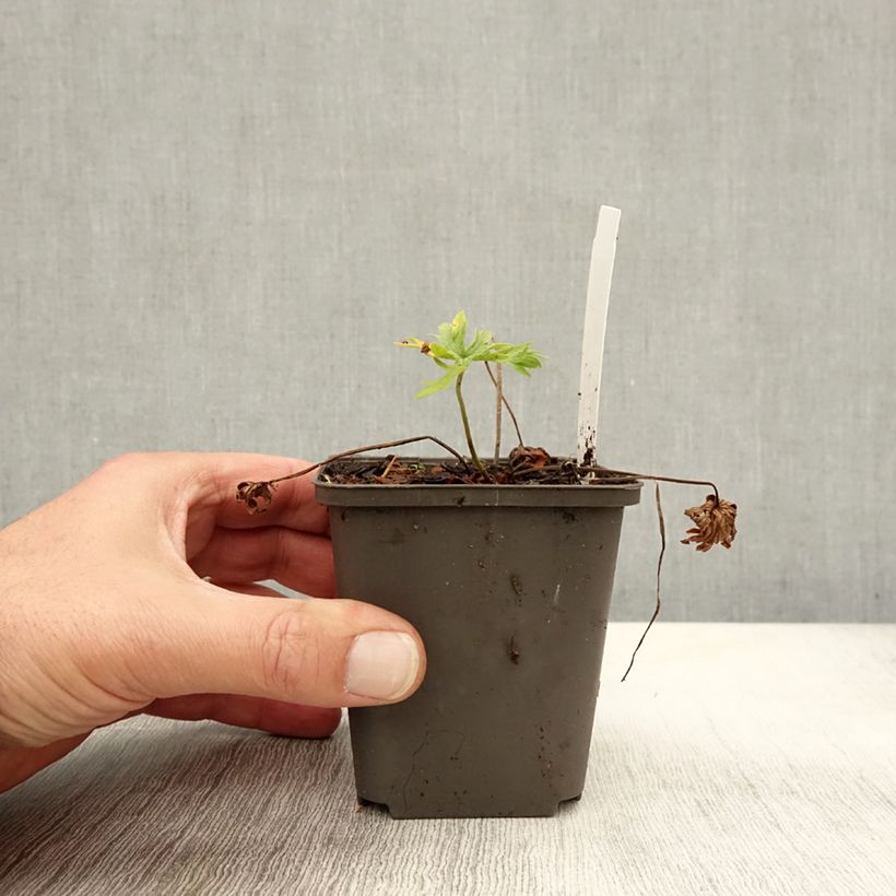 Esemplare di Geranium pratense Algera Double - Geranio dei prati Vasetto da 8/9 cm come consegnato in autunno