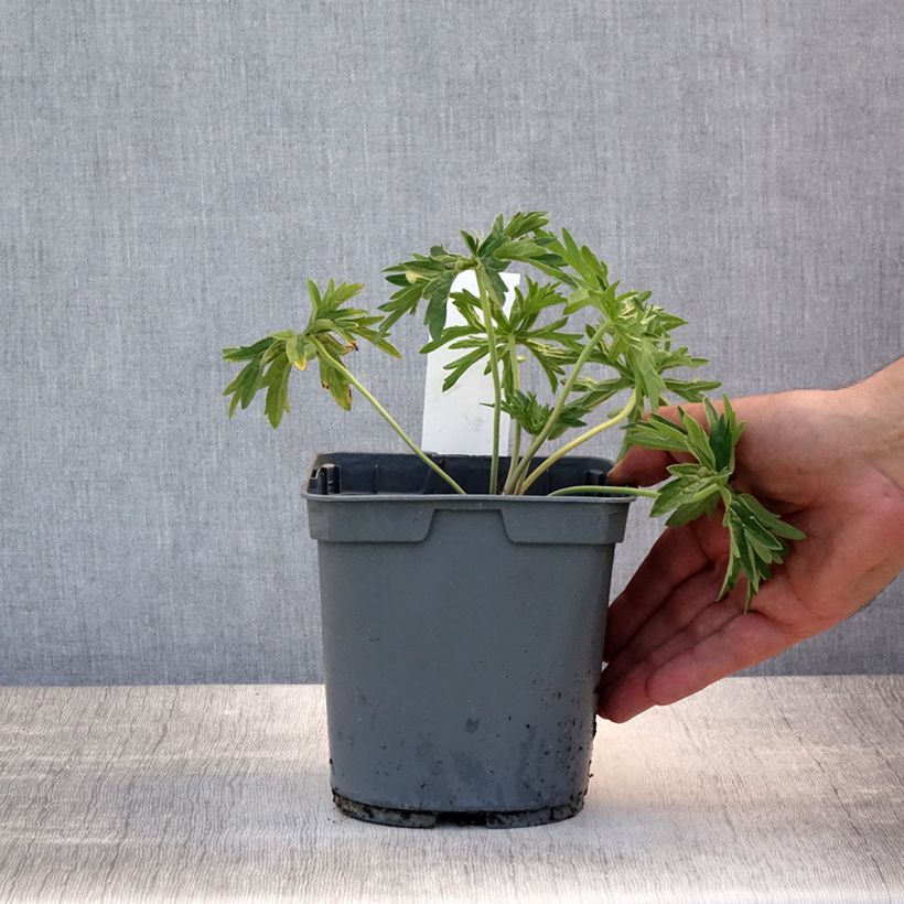 Esemplare di Geranium pratense Algera Double - Geranio dei prati Vaso da 2L/3L consegnato in estate