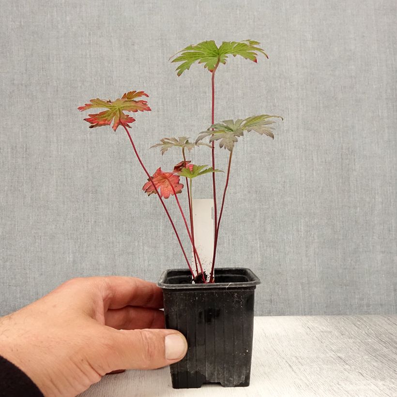 Esemplare di Geranium pratense Dark Eyes - Geranio dei prati Vasetto da 8/9 cm consegnato in estate