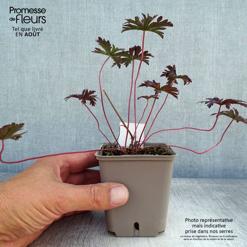 Esemplare di Geranium pratense Dark Reiter - Geranio dei prati Vasetto da 8/9 cm consegnato in estate