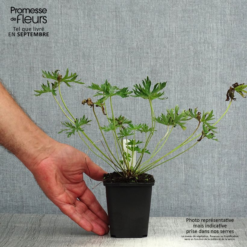 Esemplare di Geranium pratense f. albiflorum Galactic - Geranio dei prati Vasetto da 8/9 cm consegnato in estate