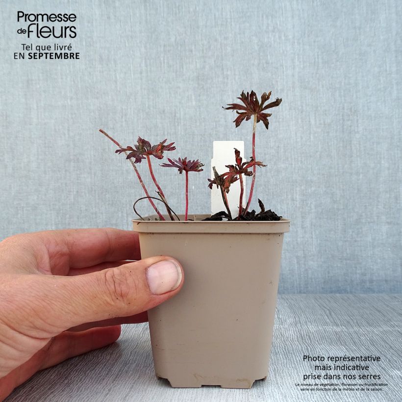 Esemplare di Geranium pratense Hocus Pocus - Geranio dei prati Vasetto da 8/9 cm consegnato in estate
