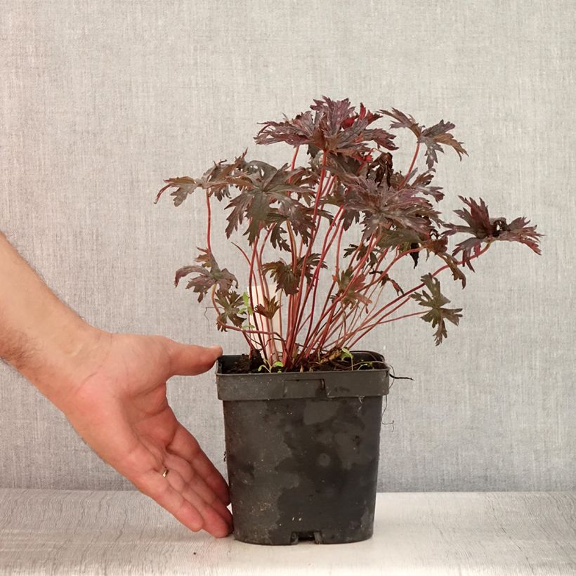 Esemplare di Geranium pratense Hocus Pocus - Geranio dei prati Vaso da 2L/3L consegnato in estate
