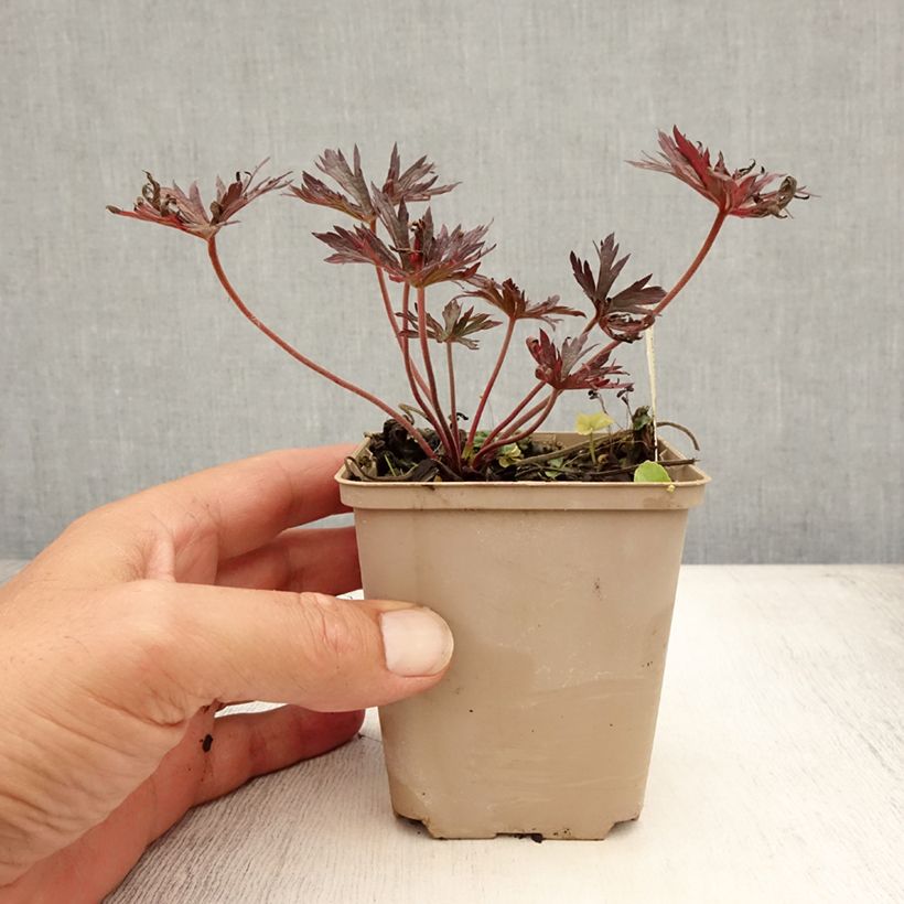 Esemplare di Geranium pratense Midnight Reiter - Geranio dei prati Vasetto da 8/9 cm consegnato in estate
