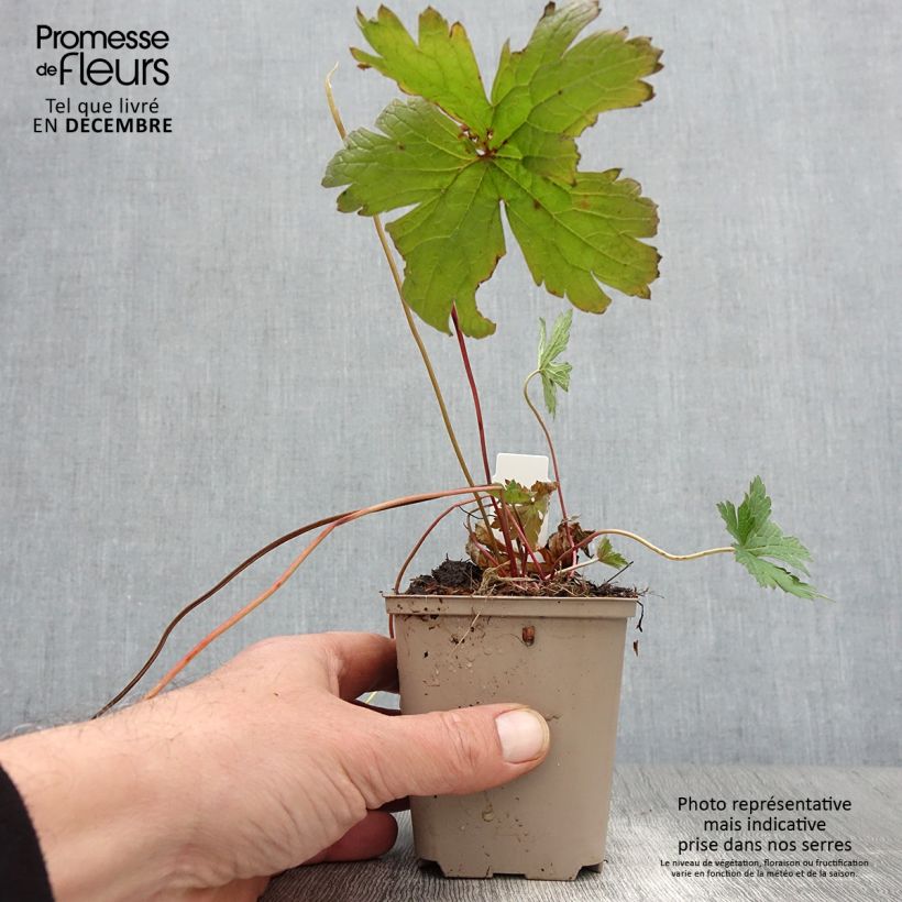 Esemplare di Geranium psilostemon Bressingham Flair Vasetto da 8/9 cm come consegnato in autunno