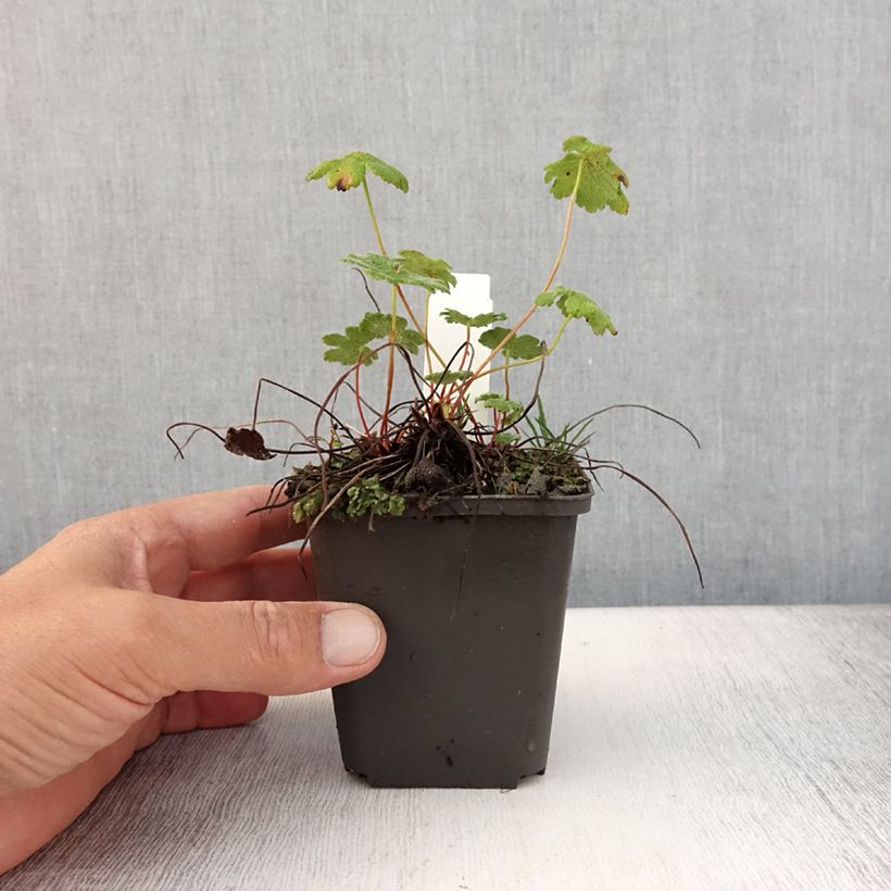 Esemplare di Geranium renardii Zetterlund Vasetto da 8/9 cm consegnato in estate
