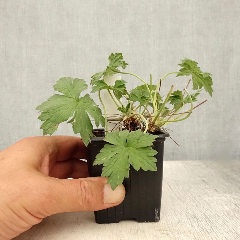 Esemplare di Geranium riversleaianum Russell Prichard Vasetto da 8/9 cm consegnato in estate