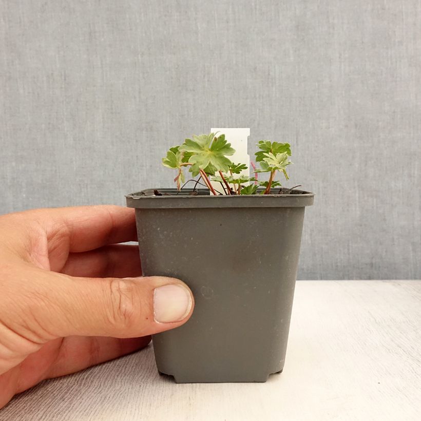 Esemplare di Geranium cinereum Rothbury Gem Vasetto da 8/9 cm consegnato in estate