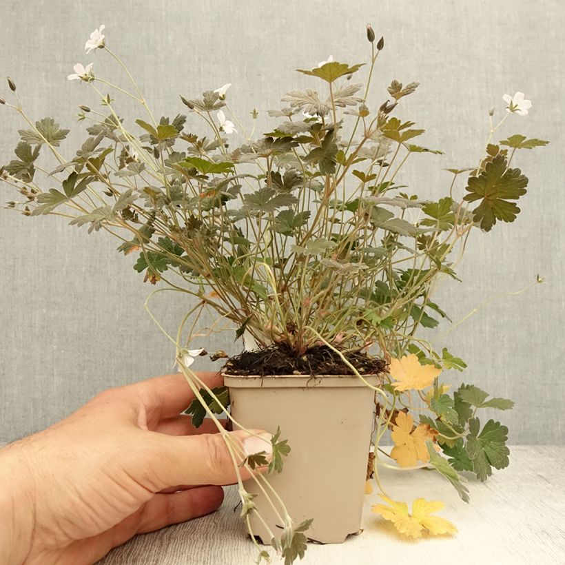 Esemplare di Geranium Rothbury Red Vasetto da 8/9 cm consegnato in estate