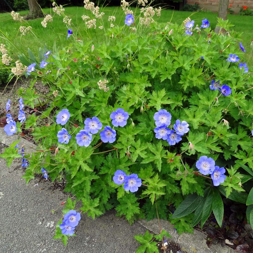 Geranium Rozanne (Fogliame)