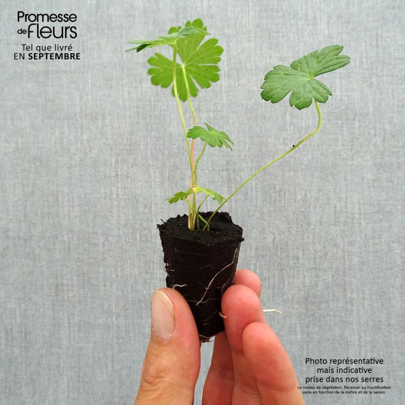 Esemplare di Geranium Rozanne mini zolla... come consegnato in autunno