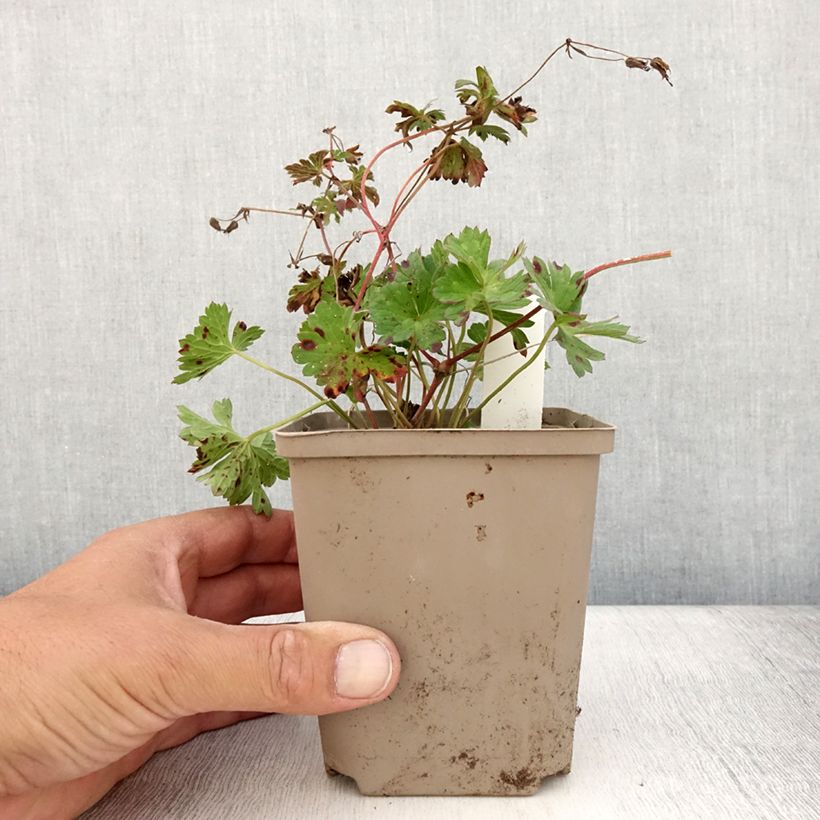 Esemplare di Geranium Rozanne Vaso da Ø 12 cm / 13 cm consegnato in estate