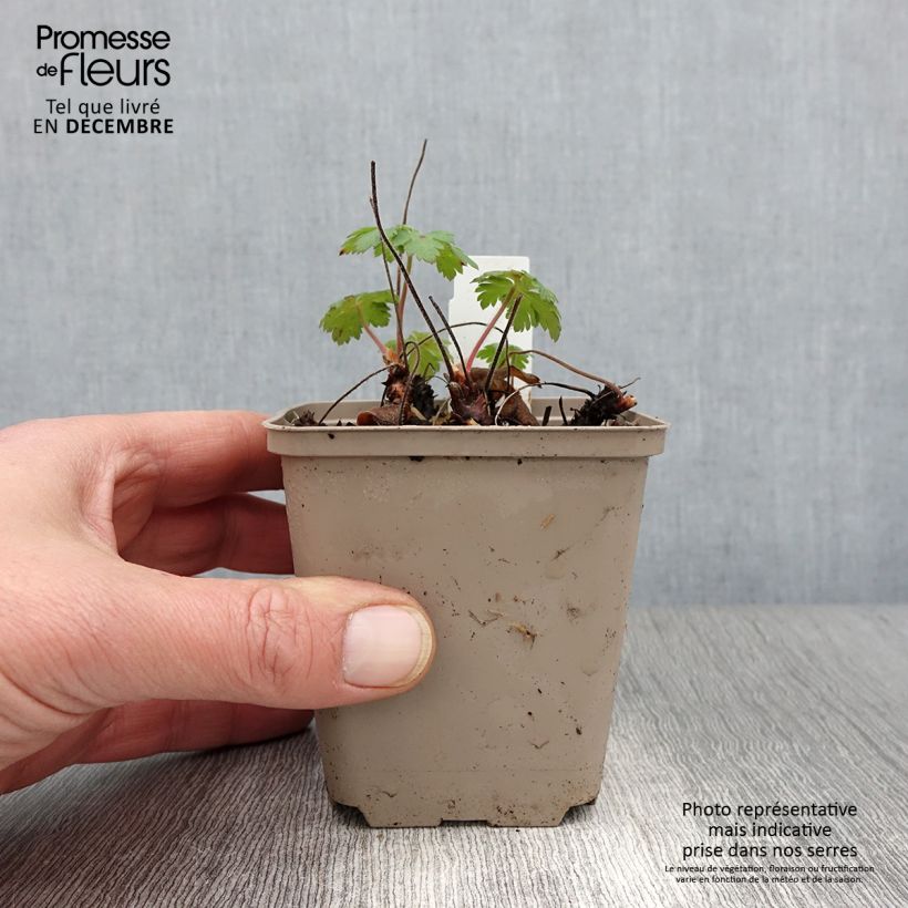 Esemplare di Geranium Sabani Blue Vasetto da 8/9 cm come consegnato in autunno