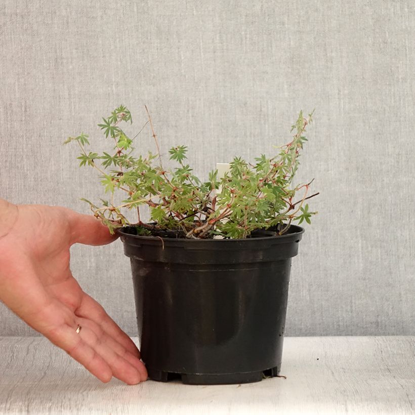Esemplare di Geranium sanguineum Ankum's Pride - Geranio sanguigno Vaso da 2L/3L consegnato in estate