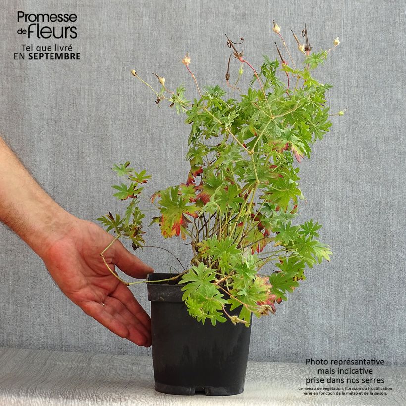 Esemplare di Geranium sanguineum - Geranio sanguigno Vaso da 2L/3L consegnato in estate