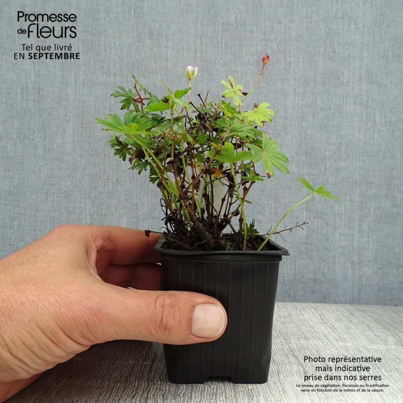 Esemplare di Geranium sanguineum Max Frei - Geranio sanguigno Vasetto da 8/9 cm consegnato in estate