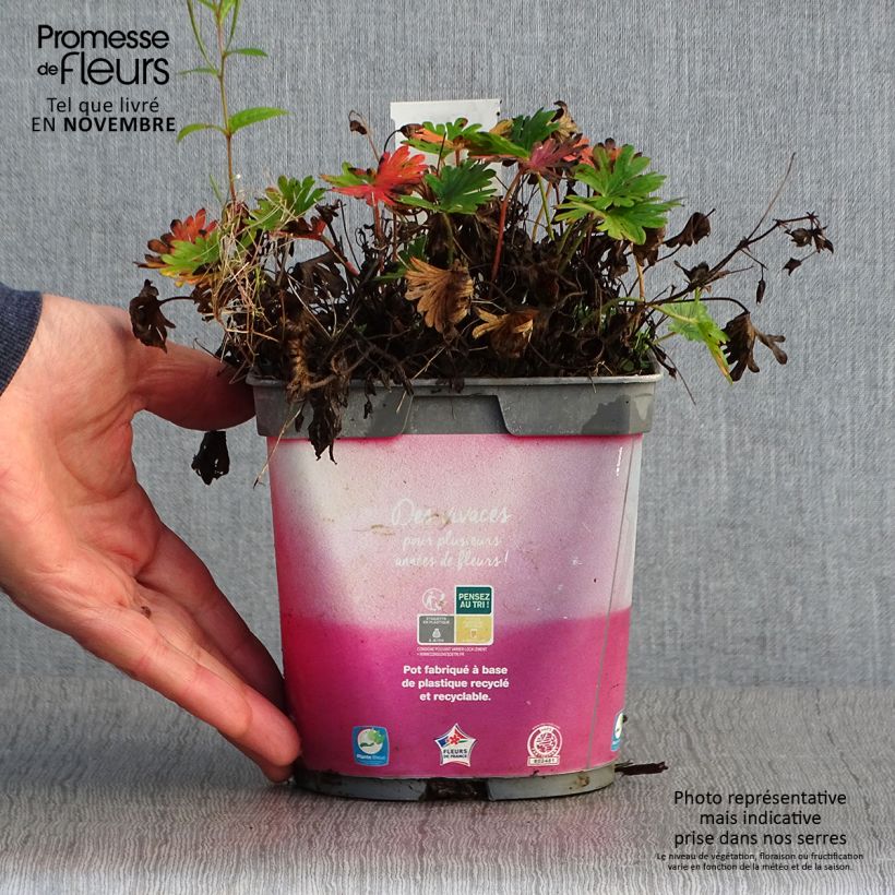 Esemplare di Geranium sanguineum Pink Pouffe - Geranio sanguigno Vaso da 2L/3L come consegnato in autunno