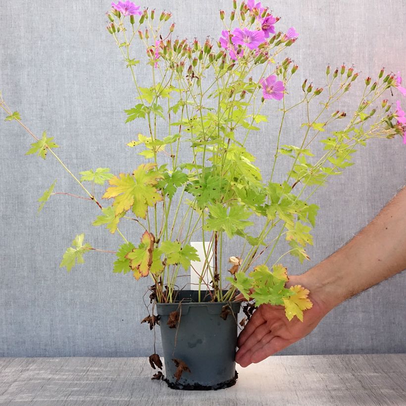 Esemplare di Geranium Sirak Vaso da 2L/3L consegnato in estate