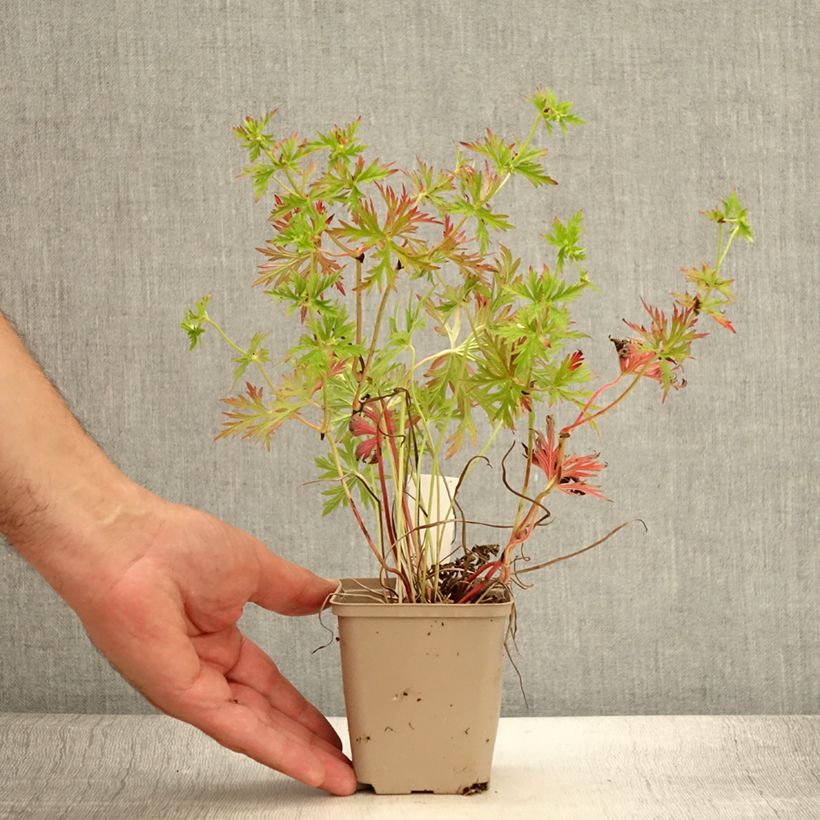 Esemplare di Geranium soboliferum Starman Vasetto da 8/9 cm consegnato in estate