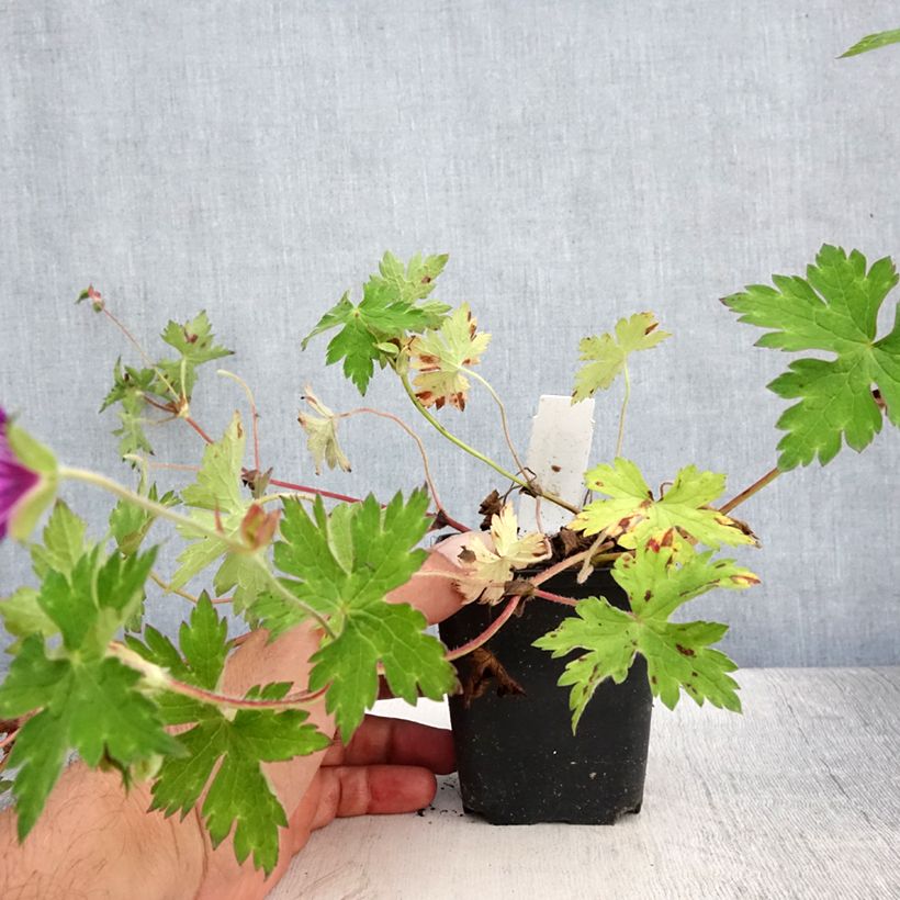 Esemplare di Geranium Sweet Heidi Vasetto da 8/9 cm consegnato in estate