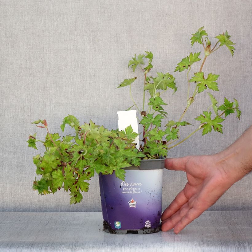 Esemplare di Geranium Sweet Heidi Vaso da 2L/3L consegnato in estate