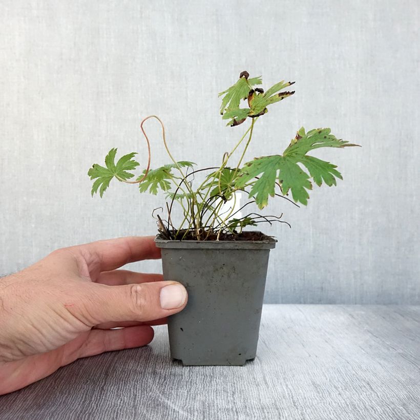 Esemplare di Geranium sylvaticum Birch Lilac - Geranio silvano Vasetto da 8/9 cm come consegnato in autunno