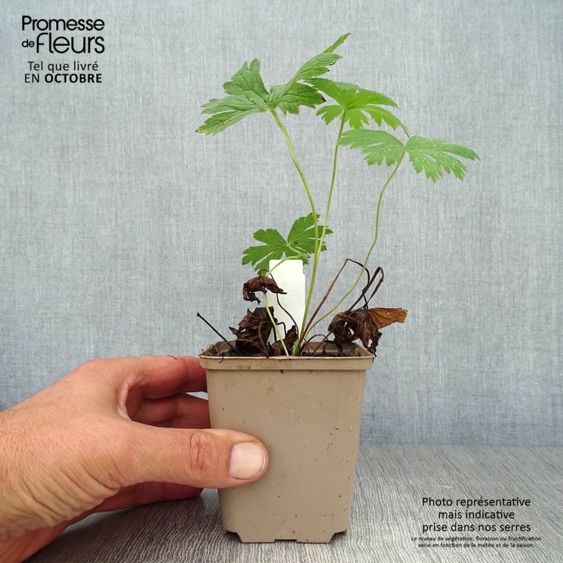 Esemplare di Geranium sylvaticum Ice Blue - Geranio silvano Vasetto da 8/9 cm come consegnato in autunno