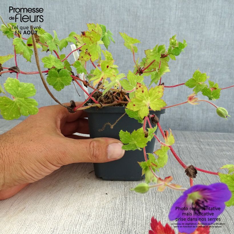 Esemplare di Geranium wallichianum Censation Daily Blue Vasetto da 8/9 cm consegnato in estate