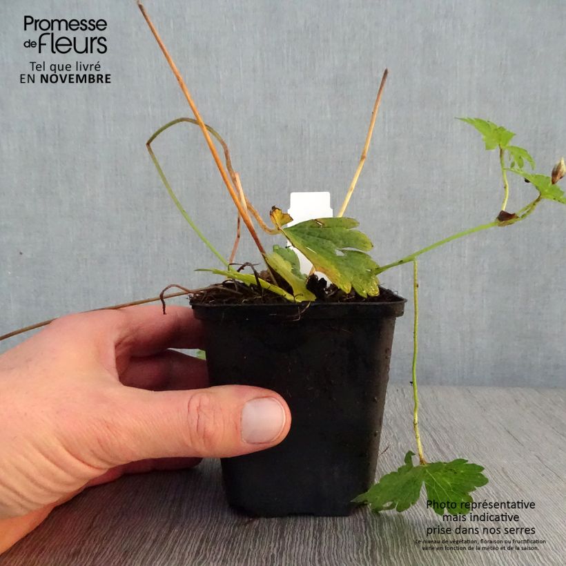 Esemplare di Geranium wallichianum Havana Blues Vasetto da 8/9 cm come consegnato in autunno