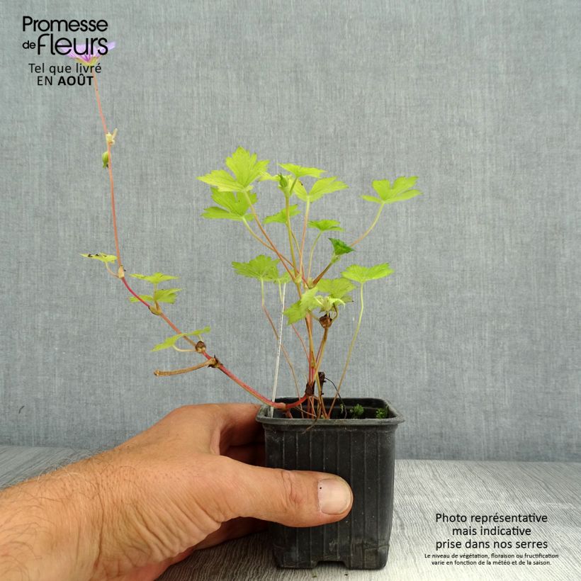 Esemplare di Geranium wallichianum Magical All Summer Delight Vasetto da 8/9 cm consegnato in estate