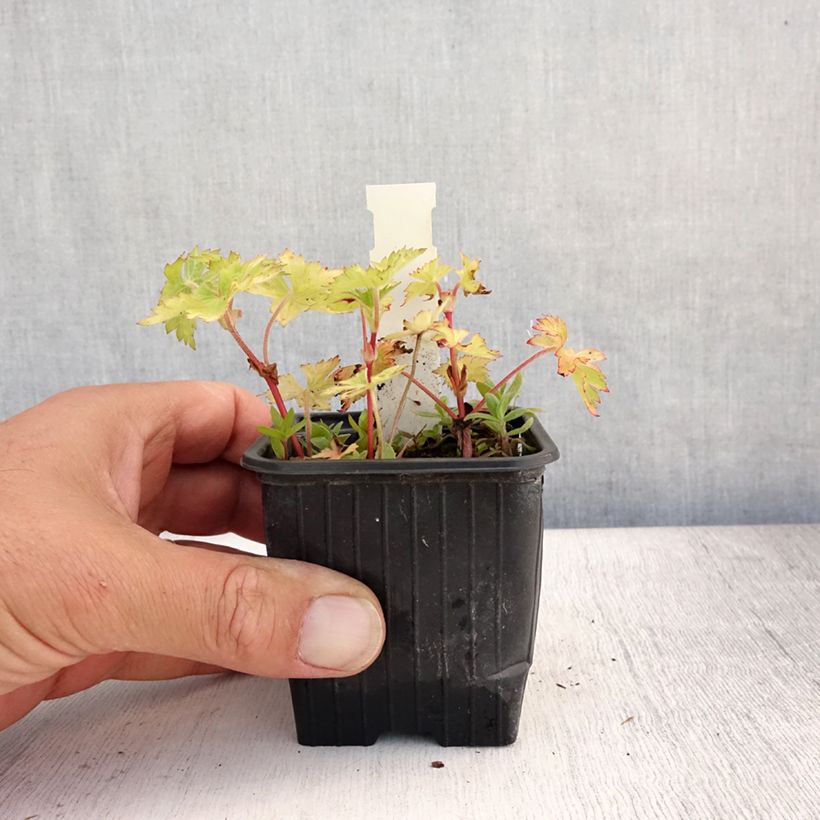 Esemplare di Geranium wallichianum Magical All Summer Joy Vasetto da 8/9 cm consegnato in estate