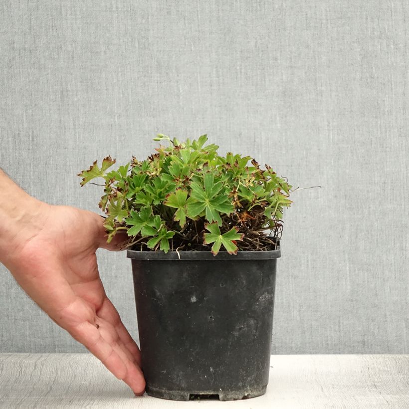 Esemplare di Geranium yoshinoi Confetti Vaso da 1,5L/2L consegnato in estate