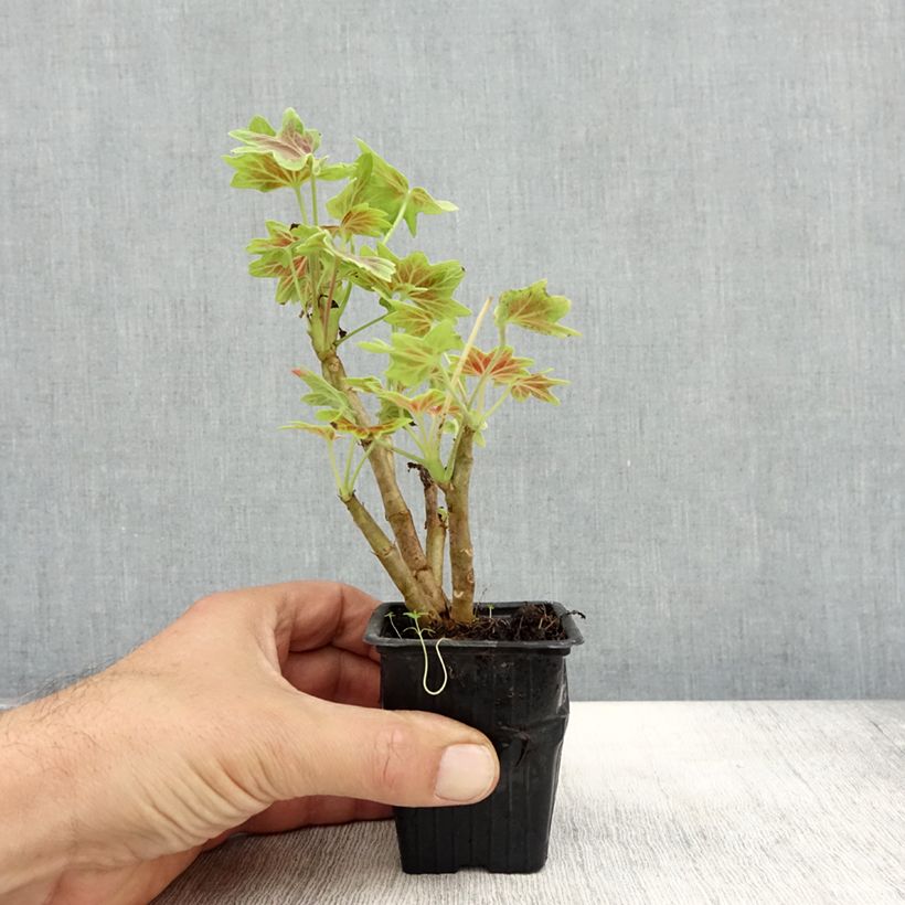 Esemplare di Geranio zonale Vancouver Centennial Vasetto da 7/8 cm come consegnato in autunno