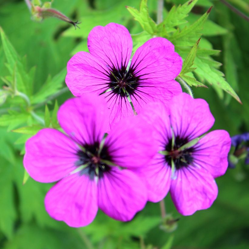 Geranium Patricia (Fioritura)