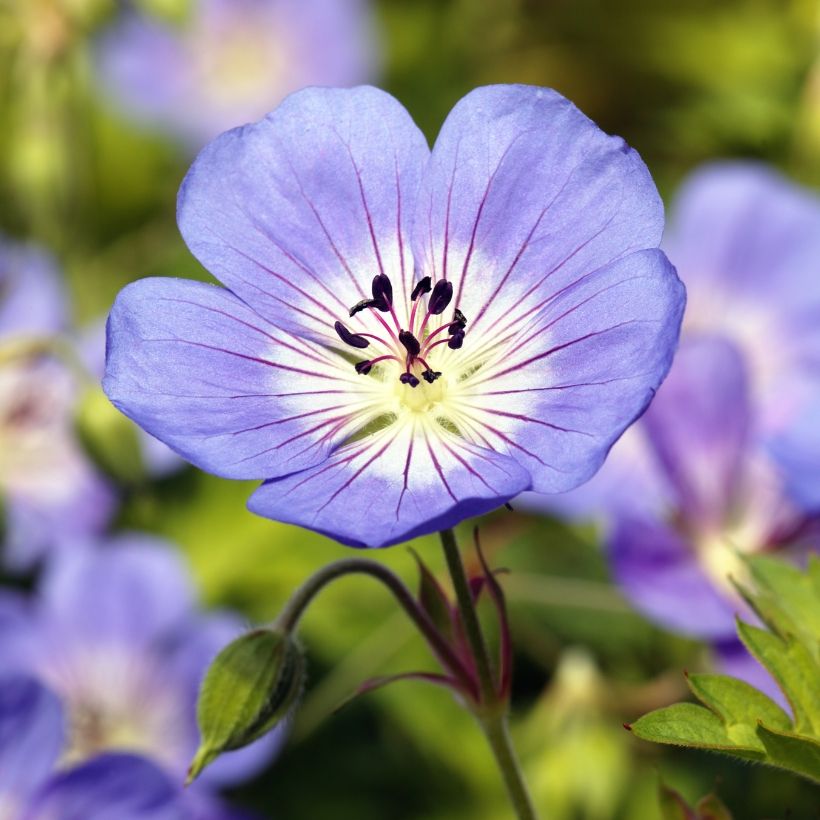 Geranium Rozanne (Fioritura)